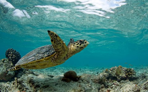 Indonezja - w krainie tysiąca wysp Jawa, Bali, Komodo - żółw morski(21).jpg